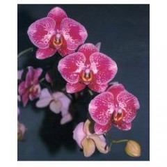 Phalaenopsis / 2