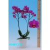 Dtps.Sogo Berry#9  KHM1219