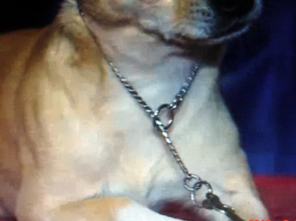 Need dog choke chain design for trainers use / 1