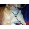 Need dog choke chain design for trainers use