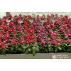 Bedding Plants