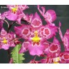 Orchid Zgd. Calico Gem 'Green Valley  GV-Zg001