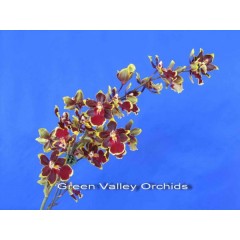 Odcdm. Wildcat 'Cherry Tomato' / 2