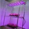 Professional suppliers of led grow light