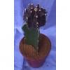 Mini cactus 9 cm pot