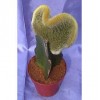 Mini pot cactus
