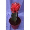 Mini cactus 9 cm pot