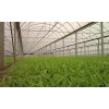 Cellophane Greenhouse