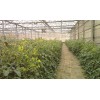 Cellophane Greenhouse