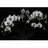 Phalaenopsis