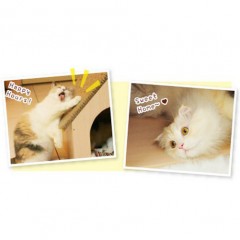 Cat Scratching House (HW02) / 2