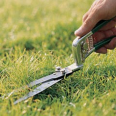 Fixed Stainless Steel Grass Shears  (3101S) / 2