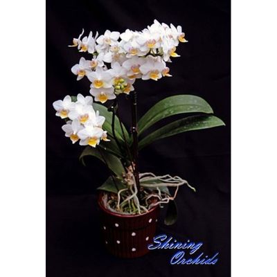 Phal. Lius Fantasy