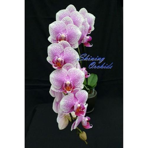 Dtps. Shining Leopard / 2