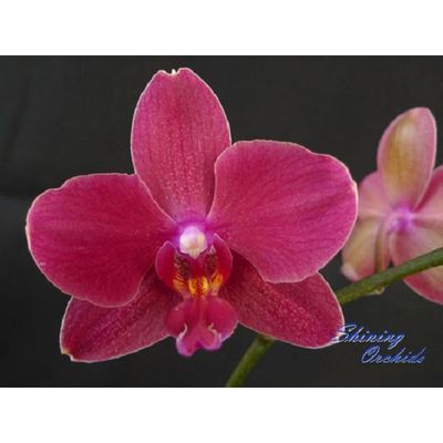 (Phal. Golden Sun- Phal. Brother Danseuse) x Dor. Chian Huey Rose