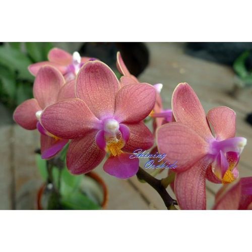 Phal. Tzu Chiang Glint / 2