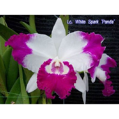 Lc. White Spark 'Panda'