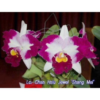 Lc. Chan Hsiu Jewel 'Shang Mei'