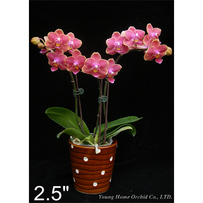 YH9742           Dtps. Younghome Sunkist / 2