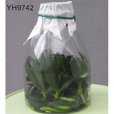 YH9742           Dtps. Younghome Sunkist / 3