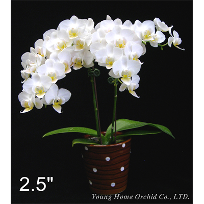 YH9730  Dtps. Younghome Little Snow / 2