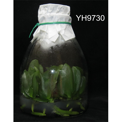 YH9730  Dtps. Younghome Little Snow / 3