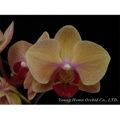 YH0008             Phal. Young Home Sweety