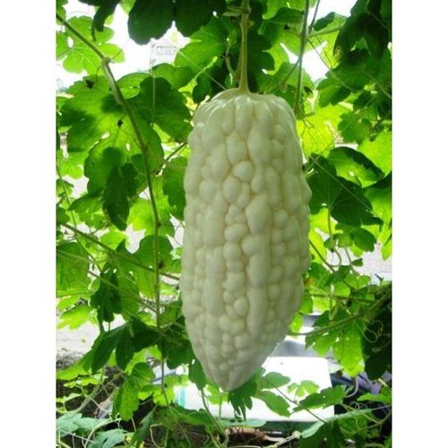 Bitter Melon Protection Sleeve / 3