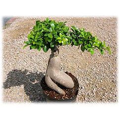 Ficus microcarpa