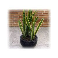 Sansevieria Trifasciata