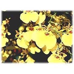 Oncidium