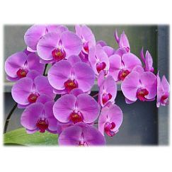 Phalaenopsis