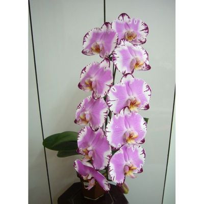 JIUHBAO ORCHID