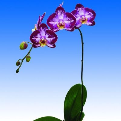 JIUHBAO ORCHID