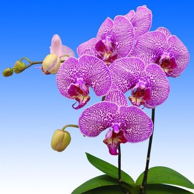 JIUHBAO ORCHID