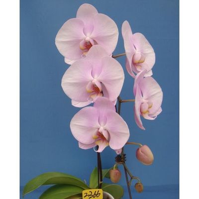 JIUHBAO ORCHID