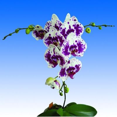 JIUHBAO ORCHID