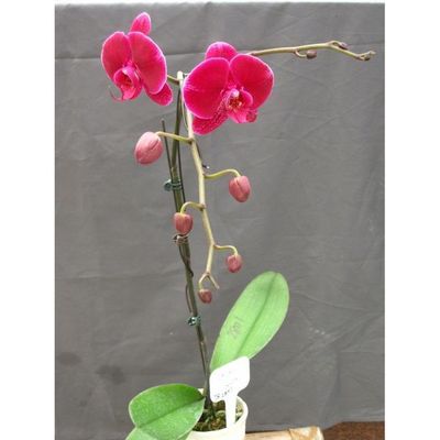 JIUHBAO ORCHID