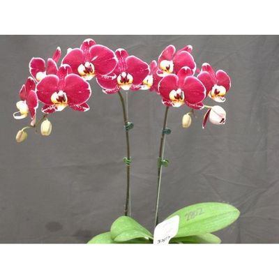 JIUHBAO ORCHID