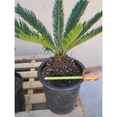 Sago Palm (Bare root size from 6cm to 40cm)