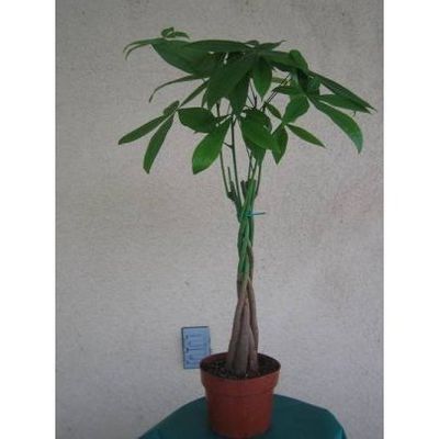 8" Height Money Tree pot in 4" Pot