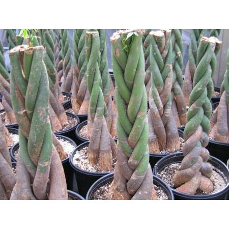 18" Height Money Tree