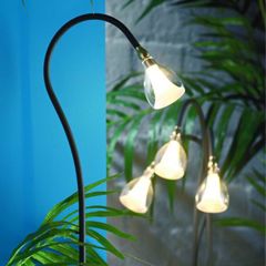 LAMP-Fluted Snow Drop