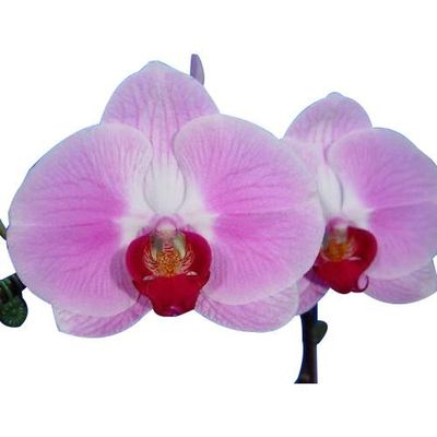 Orchid 09