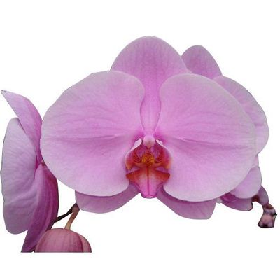 Orchid 10