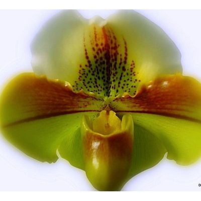 Paph. Standard Complex