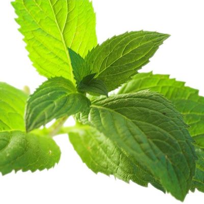 Menthol Essential Oil Plaster (Cool Type)