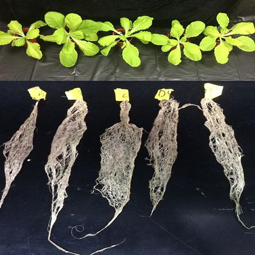 ROOTS BOOSTER Registration Ingredient: 7% humic acid + Trichoderma / 2