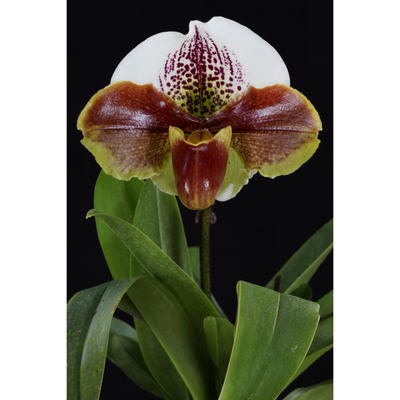 Paphiopedilum Enzan Kitty