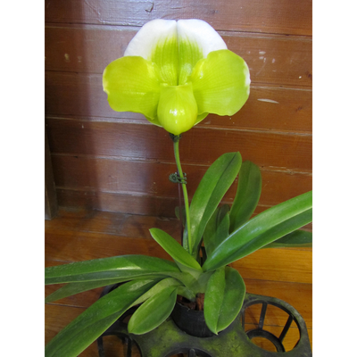 Paphiopedilum Cocoa Green 'Full Moon'